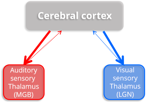 Schaubild: oben in der Mitte steht Cerebral Cortex, nach links unten und zurück zeigen Pfeile auf denm Begriff Auditory Sensory Thalamus. Von Cerebral Cortex zeigen nach unten rechts und zurück Pfeile auf den Begriff  Visual Sensory Thalamus