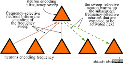 1. neuron encoding a frequency sweep 2. the sweep-selective neuron warms up the subsequent 3. frequency-selective neurons that are expected to be activated next frequency-selective neurons inform the encoding of the frequency sweep 4. neurons encoding frequency