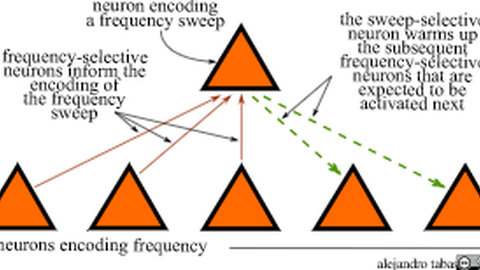 1. neuron encoding a frequency sweep 2. the sweep-selective neuron warms up the subsequent 3. frequency-selective neurons that are expected to be activated next frequency-selective neurons inform the encoding of the frequency sweep 4. neurons encoding frequency