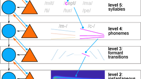 predictions on the sensory input produced in the cerebral cortex may propagate to and be used in subcortical processing stages model of the sensory world predictions prediction tester level 6: words level 5: syllables level 4: phonemes level 3: formant transitions level 2: instantaneous frequency level 1: raw input from the ear