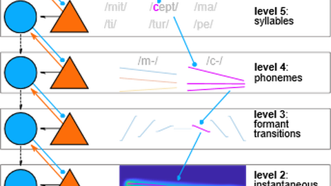 predictions on the sensory input produced in the cerebral cortex may propagate to and be used in subcortical processing stages model of the sensory world predictions prediction tester level 6: words level 5: syllables level 4: phonemes level 3: formant transitions level 2: instantaneous frequency level 1: raw input from the ear