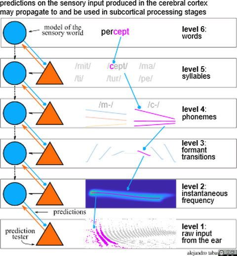 predictions on the sensory input produced in the cerebral cortex may propagate to and be used in subcortical processing stages model of the sensory world predictions prediction tester level 6: words level 5: syllables level 4: phonemes level 3: formant transitions level 2: instantaneous frequency level 1: raw input from the ear