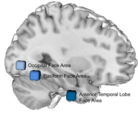 Bildliche Darstellung der Gehirnregionen, die an der Gesichtserkennung beteiligt sind. 
