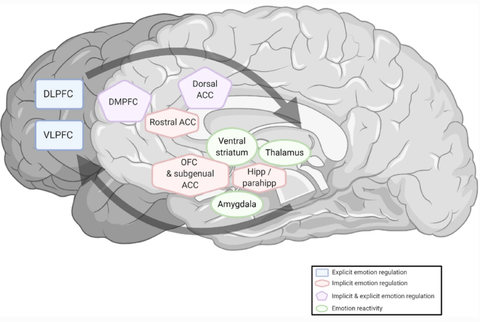 Abbildung von Hirnarealen aktiviert während Emotionsregulierung