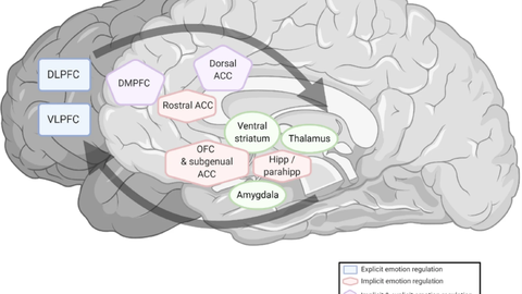 Abbildung von Hirnarealen aktiviert während Emotionsregulierung