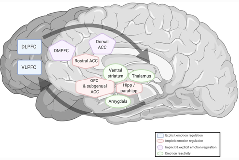 Brain areas involved in emotion regulation