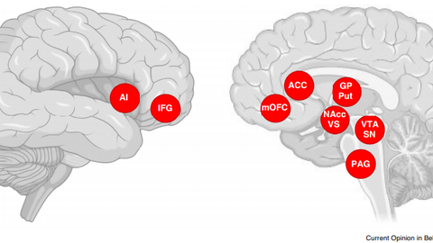 Graphik aus Current Opinion in Behavioral Sciences, die die aktivierten Areale zweier Gehirne zeigt