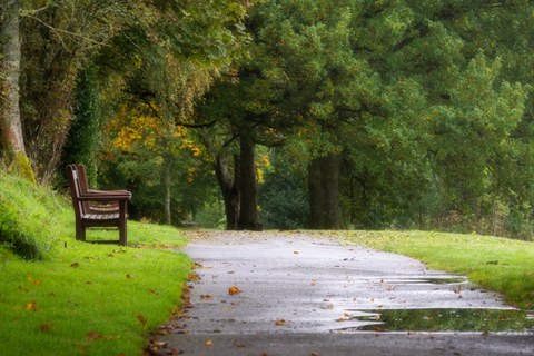 Baum und Parkbank