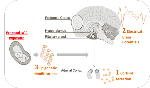 Cortisol beeinflusst Gehirn