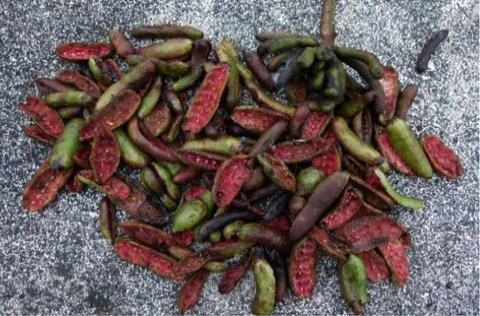 Fruits of Xylopia aethiopica