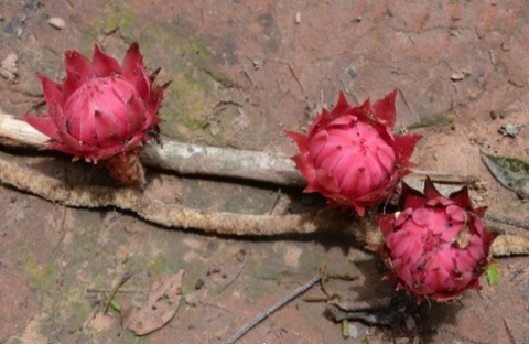 Thonningia sanguinea