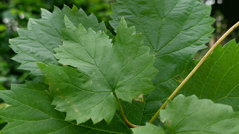 The photo schows a Hop plant.