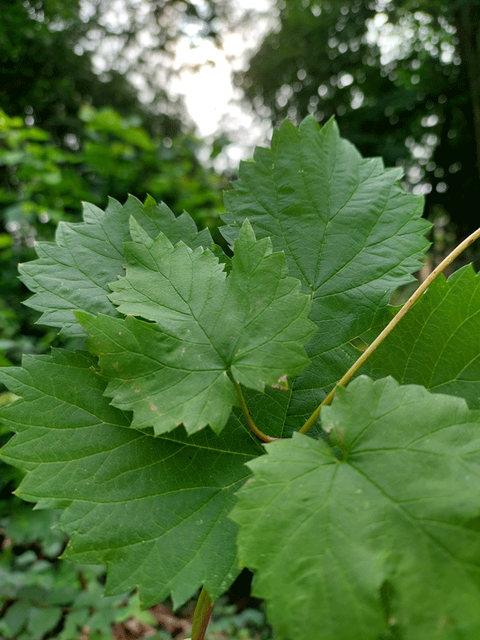 The photo schows a Hop plant.