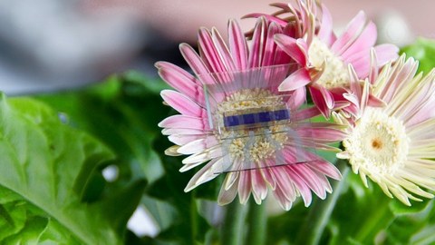 Solarzelle auf einer Blume