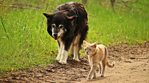 Hund und Katze