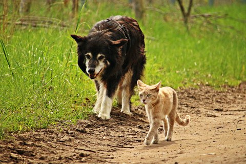 Hund und Katze