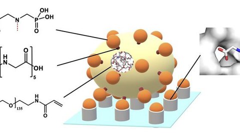 Schema des neuen Glyphosat-Nachweises mit Glyphosat-funktionalisierten Hydrogel-Mikropartikeln und deren spezifischer Bindung an einem oberflächengebundenem Enzym.