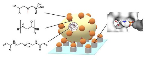 Schema des neuen Glyphosat-Nachweises mit Glyphosat-funktionalisierten Hydrogel-Mikropartikeln und deren spezifischer Bindung an einem oberflächengebundenem Enzym.