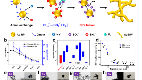 (a) The underlying mechanisms of excessive-NaBH4-directed gelation method. (b) Modulation of the ligament size by ligand chemistry, and (c-d) comparison of ligament size and specific surface areas of gold aerogels from this work and literature.