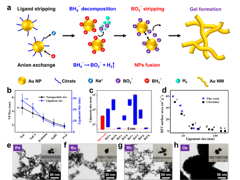 (a) Die zugrundeliegenden Mechanismen der Methode der exzessiven-NaBH4-gerichteten Gelierung. (b) Modulation der Ligamentgröße durch Ligandenchemie und (c-d) Vergleich der Ligamentgröße und der spezifischen Oberfläche von Gold-Aerogelen aus dieser Arbeit.