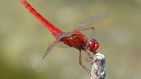 Foto einer roten Feuerlibelle.