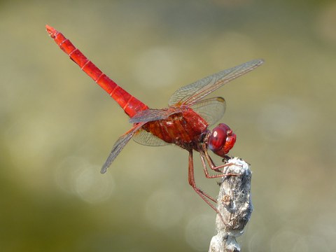 Foto einer roten Feuerlibelle.