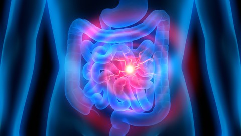 Darstellung des Magen-Darm-Trakts.