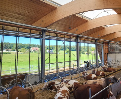 Moderne Dachkonstruktion aus Holz im Offenstall Aulendorf