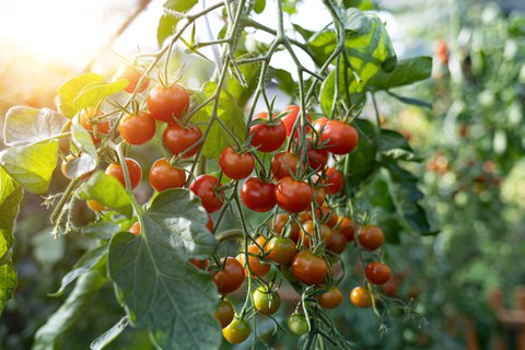 Rote Tomaten an einer Tomatenpflanze