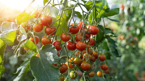 Rote Tomaten an einer Tomatenpflanze