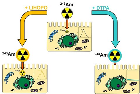 Schematische Darstellung der gegensätzlichen Wirkung der Dekorporationsmittel DTPA und LIHOPO auf die intrazelluläre Americiumaufnahme in Nierenzellen unter stationären in-vitro-Zellkulturbedingungen.