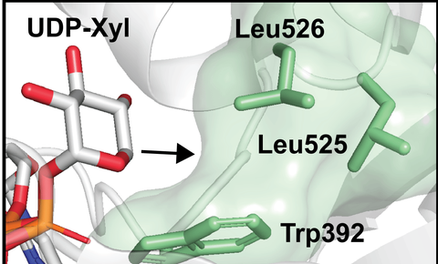 Die Abbildung zeigt das veränderte Enzym, bei dem die Aminosäure Leu526 durch eine kleinere Aminosäure ersetzt wurde. Dadurch kann es einen modifizierten Zucker aufnehmen. 