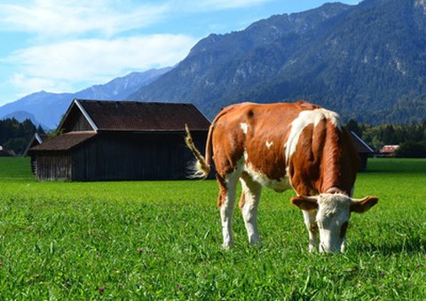 grasende Milchkuh