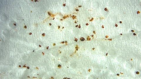 Mikroskopische Aufnahme von meheren Milben.