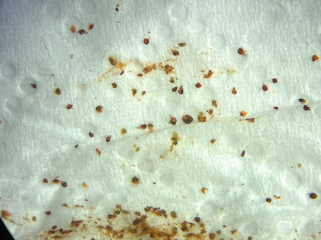 Mikroskopische Aufnahme von meheren Milben.