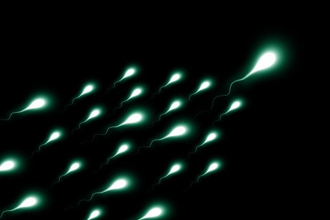 schematische Ansicht schwimmender Spermien
