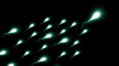 schematische Ansicht schwimmender Spermien