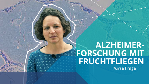 Thumbnail des Videos: "Alzheimer Forschung mit Fruchtfliegen"