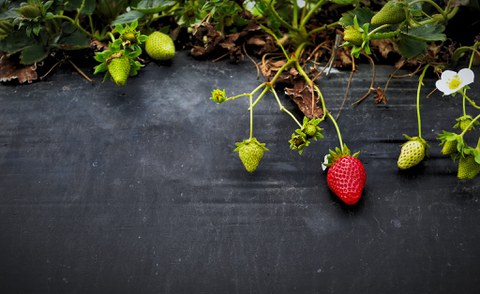 Foto von Erdbeeren