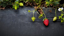 Foto von Erdbeeren