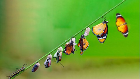 Verwandlung Raupe zu Schmetterling