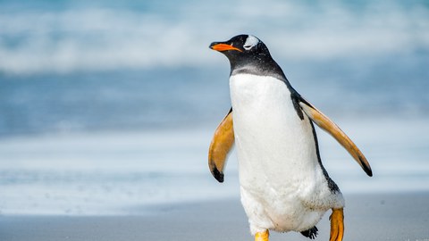 it-s-profile-of-a-gentoo-penguin-in-antarctica