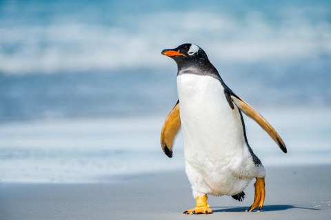 it-s-profile-of-a-gentoo-penguin-in-antarctica