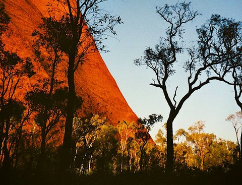 Outback-Landschaft mit Bäumen und rotem Felsen