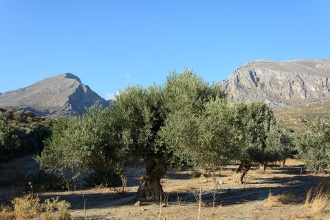 ein alter Olivenbaum vor Berglandschaft