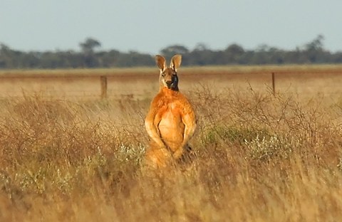 a muscular kangaroo in a field