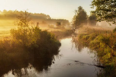 River in the light of sunset, Białowieża National Park