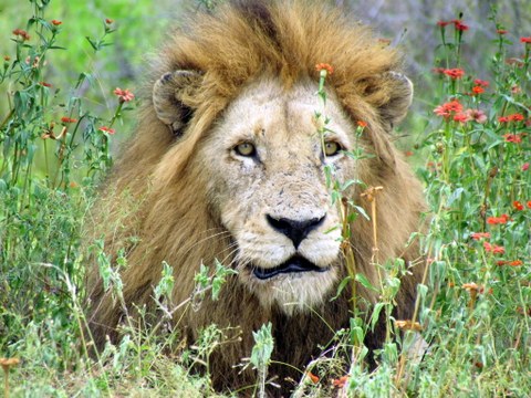 Portrait eines Löwen