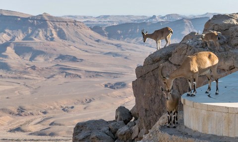 A group of ibex in front of a desert landscape