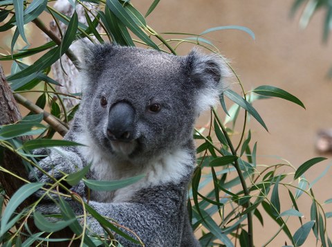 ein Koala, von Blättern umgeben